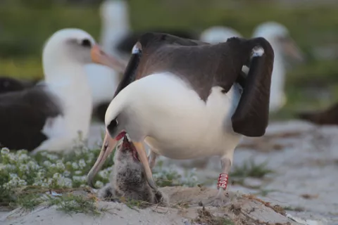 Wisdom (Sabiduría), la madre albatros más antigua thumbnail