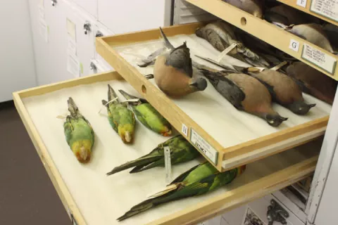 Dead Birds Tell A Story! thumbnail