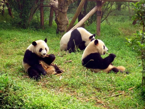 ¡Por qué a los pandas les encanta la caca de caballo! thumbnail