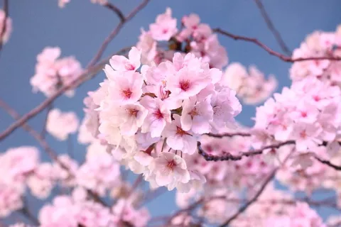 Florece la primavera en Japón! thumbnail