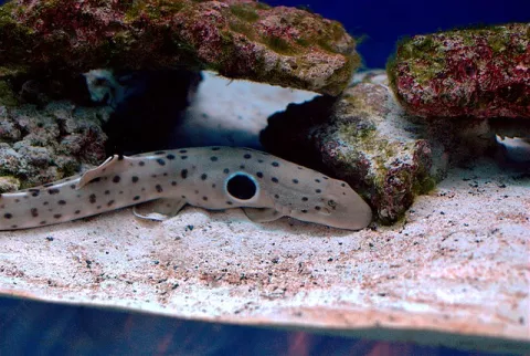 Las olas de calor y los tiburones bebés: la conexión thumbnail