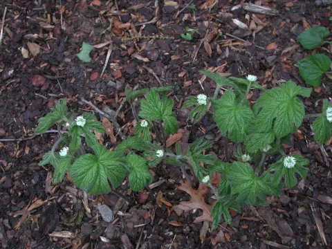 Goldenseal Makes A Comeback thumbnail