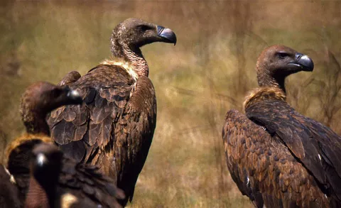 Vultures And Humans: The Connection thumbnail