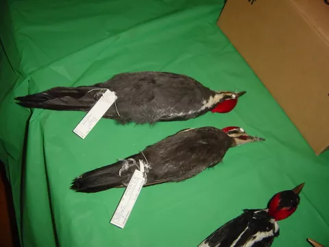 Estados Unidos declara extintas 23 especies thumbnail