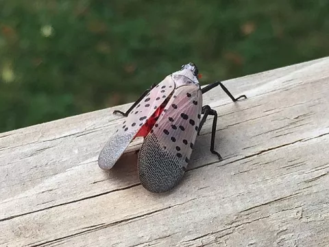 ¡Aplasta esa mosca linterna (Lanternfly)! thumbnail