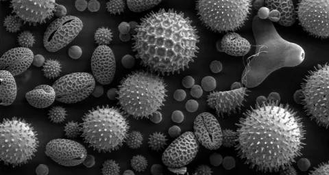 Estella Leopold: Seeing The Past In Pollen thumbnail