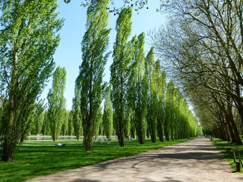 Have You Heard Of GMO Trees? thumbnail