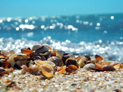 Enjoy Seashells, But Leave Them! thumbnail