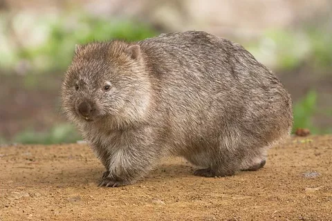 Por qué la caca de los Wombats es en forma de cubo? thumbnail